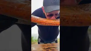 ПЛАСТ ЧАВЫЧИ И СПЕЦИИ #рыбец64 #доставка #рыба