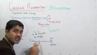 Cellular Respiration, Aerobic and Anaerobic, Fermentation Lec# 3 Ch#4  in Urdu Hindi by Dr Hadi