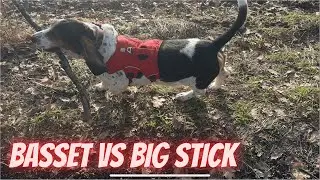 Basset vs Big stick - Sherlock the Basset