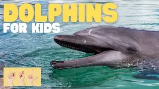 ASL Dolphins for Kids