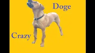 Crazy doge