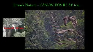 Real world wild bird  ...  Animal AF eye tracking - CANON EOS R5