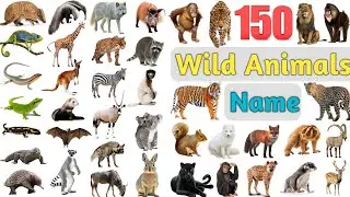 Wild Animals Vocabulary ll 150 Wild Animals Names In English With Pictures ll Jungle Animals Name