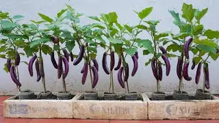 Magical method of growing eggplants at home for the family. Lots of fruit