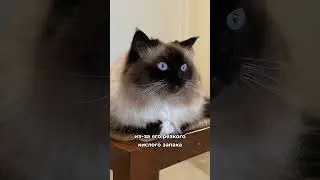 Какие запахи ненавидят кошки? 🙀