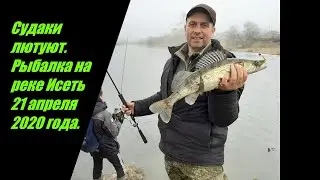 Судаки лютуют, щуки отрызают наши приманки. Рыбалка на реке Исеть 21 апреля 2020 года.