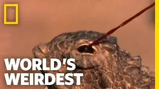 Blood-Squirting Lizard | Worlds Weirdest