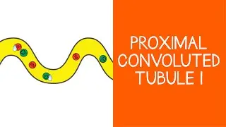 2.2 Renal: Proximal Convoluted Tubule, Part 1