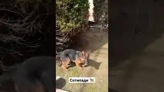 Тоза қон немецкий овчарка сотилади 🔥🐕‍🦺