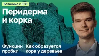 7.6. Перидерма. Корка. | Ботаника к ЕГЭ | Георгий Мишуровский