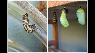 Monarch Caterpillar Pupating ~ forming a chysalis