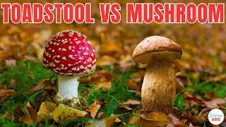 Toadstools vs Mushrooms: Are They Different?