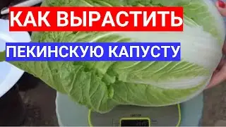 ПОЧЕМУ ЦВЕТЕТ ПЕКИНСКАЯ КАПУСТА - ВЫРАЩИВАНИЕ КАПУСТЫ ОТ СЕМЯН ДО УРОЖАЯ В ОТКРЫТОМ ГРУНТЕ