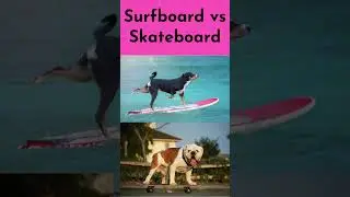 surfboard vs skateboard #shorts