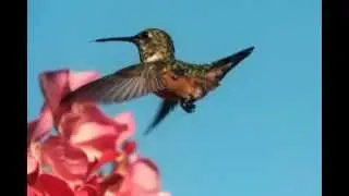 Flying Hummingbird