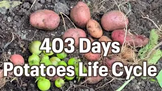 Growing Potatoes From Seeds To Seeds. 403 Days Full Life Cycle