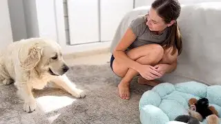 Golden Retriever Refuses to Meet Newborn Kittens