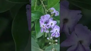 फूल नीलकंठा ||Blue Magical Flower #flowers #shorts #shortsfeeds #garding #garding