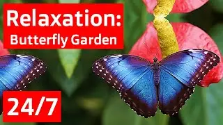 🔴 Live Relaxation 24/7: Butterfly Garden: - Entertainment for Cats & Their Humans!