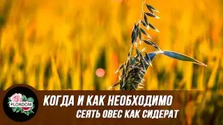 Когда и как необходимо сеять овес как сидерат