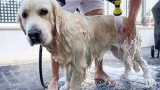 Golden Retriever Refuses to Take a Bath