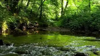 FOREST BIRDSONG, 8 HOURS OF RELAXING NATURE SOUNDS, NIGHTINGALE BIRDSONG, NATURE'S MUSIC, ASMR