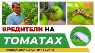 ВРЕДИТЕЛИ НА ТОМАТАХ! 