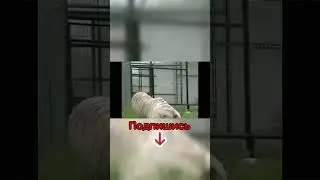 Это Самые Необычные Животные в Мире!😱 