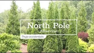 30 Seconds with North Pole® Arborvitae