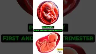 Pregnancy First and Second Trimester #media #animation #3d #short BiologywithAliya