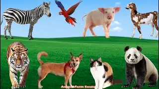 Unique Animal Colors: Cat, Parrot, Zebra, Dog, Tiger - Animal sounds