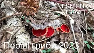 Перші гриби 2023