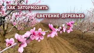 Как затормозить цветение деревьев