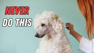 How You Hurt Your Poodle Without Even Realizing