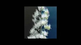 Rauf Faik - ALONE AGAIN