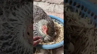 Hen angry sound 2 #shorts