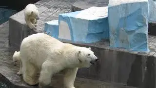 Пока один медвежонок катался по снегу, другой прыгнул в воду 20.05.19