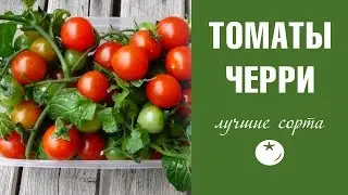 Томаты Черри ✦ лучшие сорта и их особенности