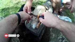 Как почистить утку в походных условиях.