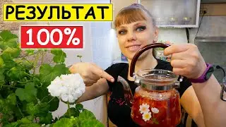 Луковая Шелуха. Удобрение для комнатных цветов.