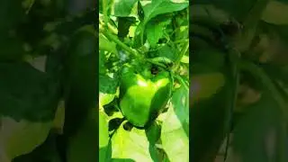 Tomato and capsicum farming in remote villages of Pakistan. #agriculture #village #villagelife