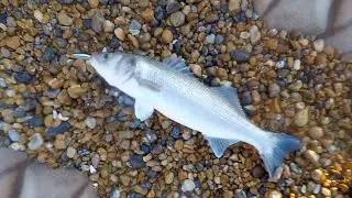 11lb Bass SHORE caught on Lure in Daylight-Fish of a lifetime