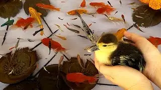 Baby Ducks Ducklings Horseshoe Crab Goldfish Guppy Guppies Koi Carp Fish Molly Catfish animals Video