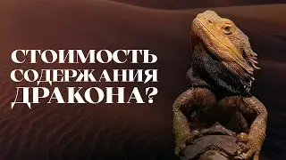 Сколько стоит содержать Бородатую Агаму?