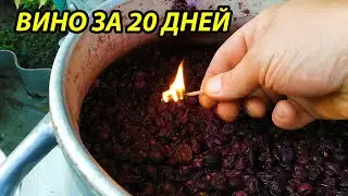 Вино для новичка за 20 дней,как сделать вино из винограда,вино,домашнее вино из винограда