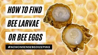 How to Find Bee Eggs - Why Can't I See Bee Eggs - Is My Queen Laying Eggs