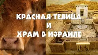 Красная Телица и Храм в Израиле, 1 часть (Тайлер)