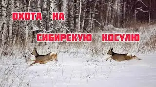 Охота на Косулю