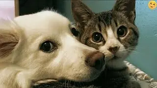 Funny ANIMALS videos😊 Funniest CATS🐱 and DOGS🐶 2024