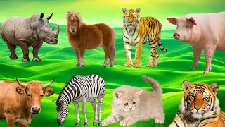 Animals Sound Effects: Tiger, Lion, Dog, Cat, Cow, Goat, Elephant, and More! p134